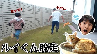 お庭で猫さんぽ中に大事件！！ルイくん大脱走でパニック＞＜himawari-CH