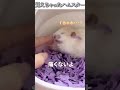 動物のおもしろ動画にツッコミどころ満載なアフレコしてみた#451【ハムスター】【ハプニング映像】#shorts #アフレコ #面白動画