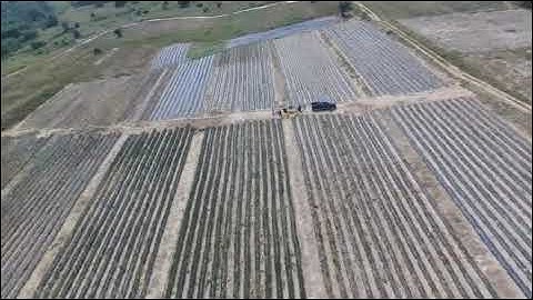 Pineapple Value Chain Carp+ Project