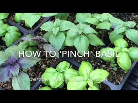 How to: Pinch basil for more production