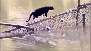 Кот переходит реку