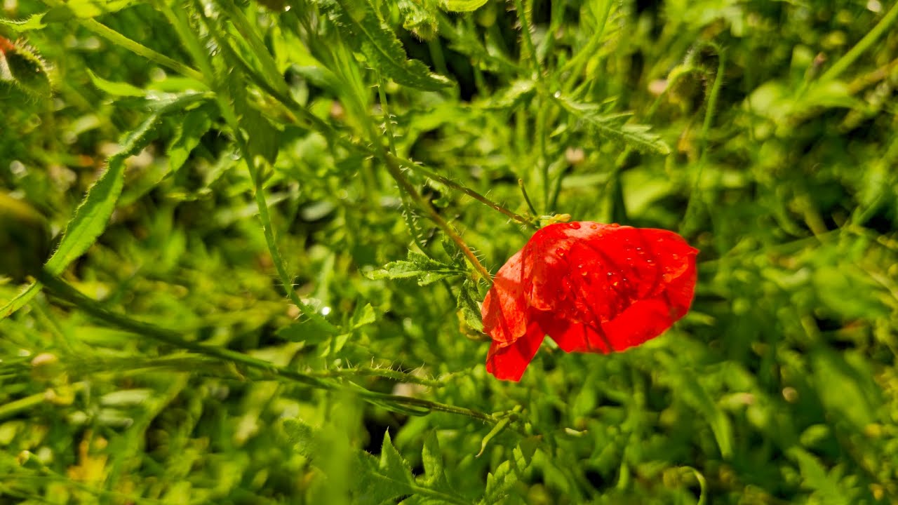 Es wird bereits anders... 