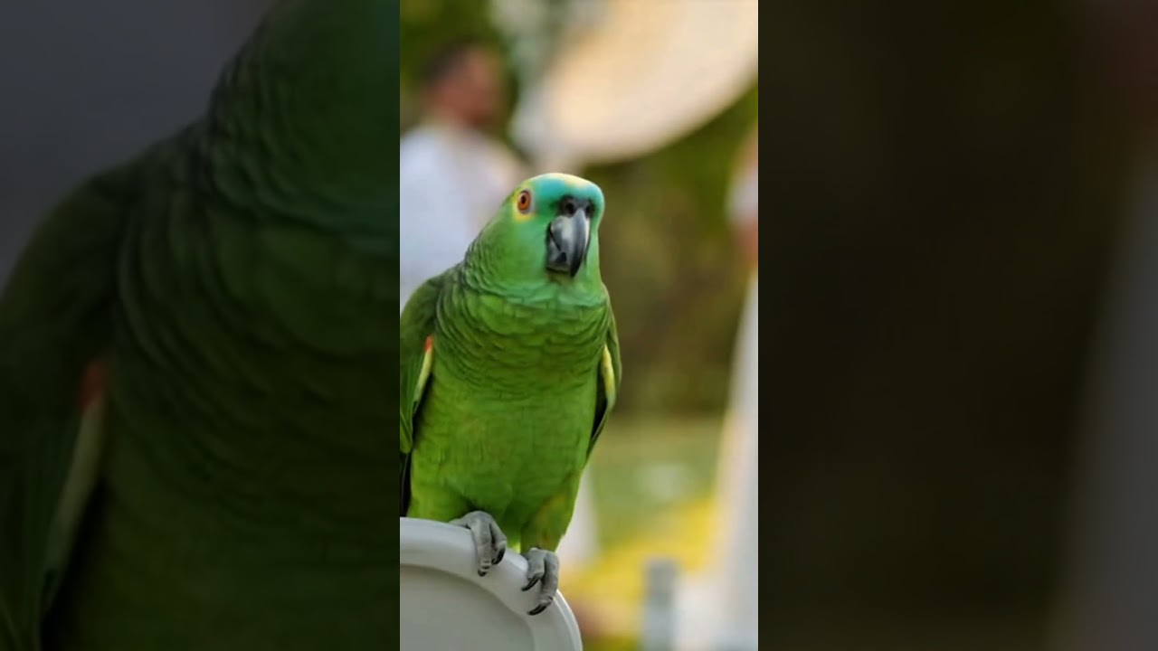 He actually interrupted the wedding 😭💍🦜