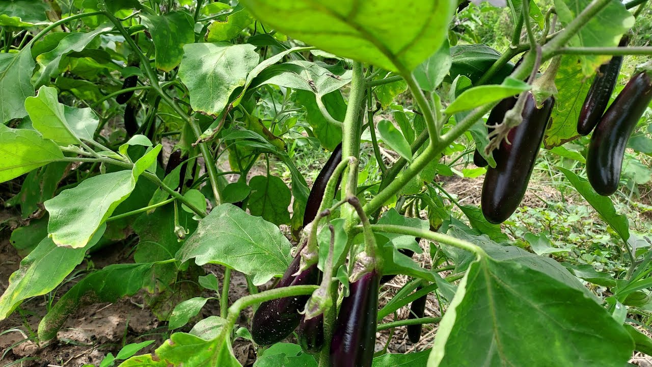 မိုးခရမ်းစိုက်ပျိုးနည်း