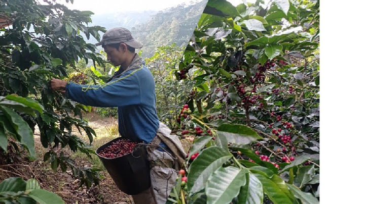 Así se recolecta el café