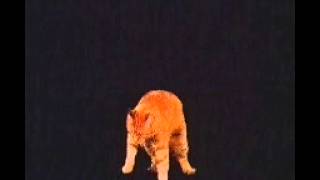 A cat falling with the universe