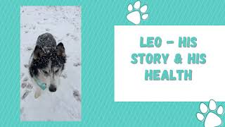 Leo the husky - leg tremors and spondylosis