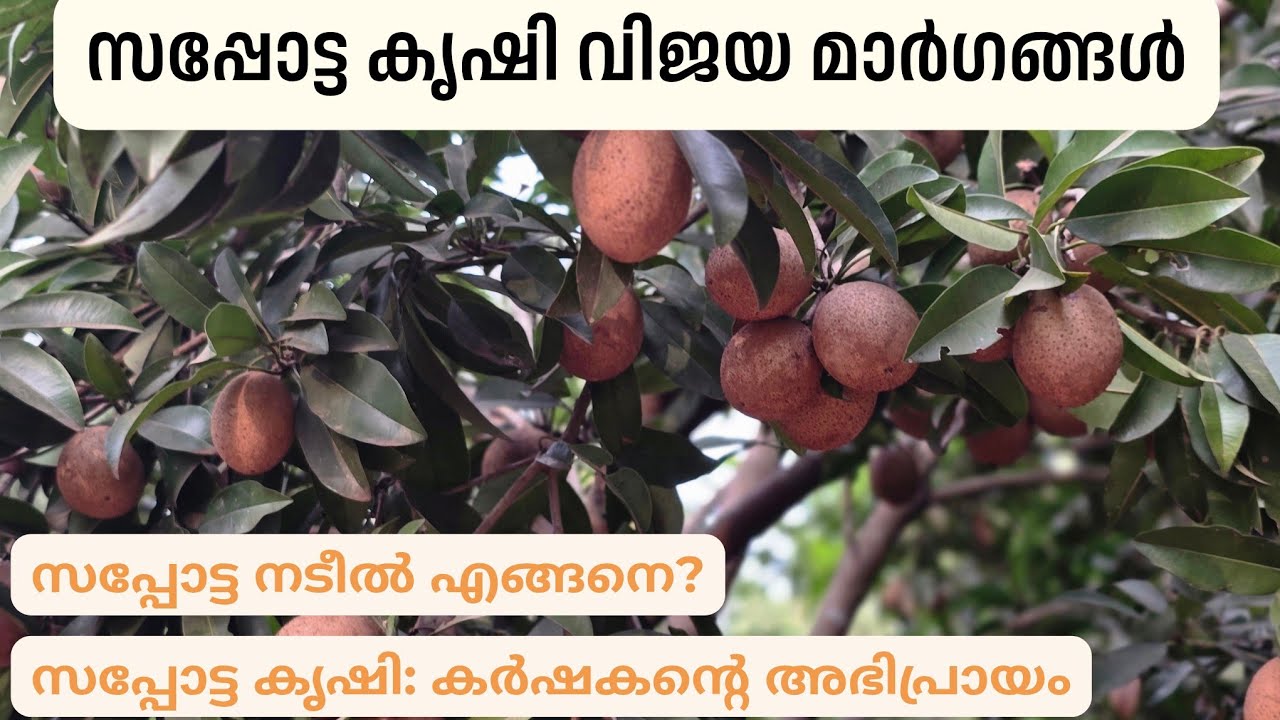 സപ്പോട്ട കൃഷി: എല്ലാം വിശദമായി 🥰
