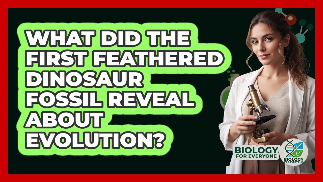 What Did The First Feathered Dinosaur Fossil Reveal About Evolution? - Biology For Everyone