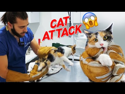 Video: Anaalipussin Häiriöt Kissoilla