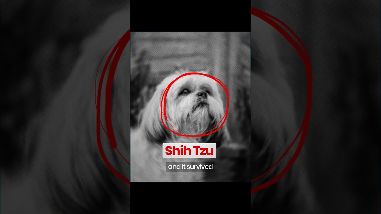 Why Shih Tzu dogs Almost Wiped Out?🤔 #shorts