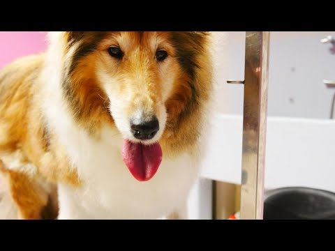 Grooming Guide Grooming The Rough Collie 36 Youtube