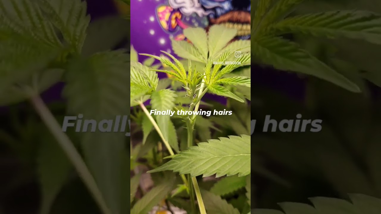 She's throwing hairs! This 