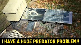 I Have A HUGE PREDATOR Problem || Havahart Live Trap Setup