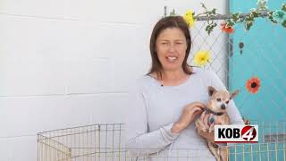 Animal advocates rescue nearly 50 chihuahuas after owner dies