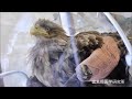 オジロワシ 輸血治療の効果