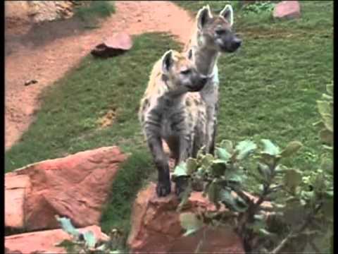 hienas apareandose el puma apare 225 ndose doovi hienas apareandose el puma apare 225 ndose doovi