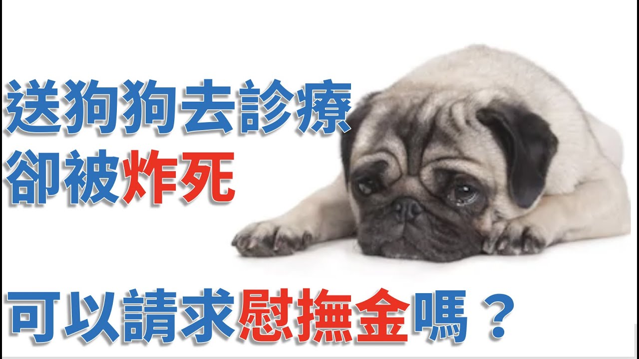 寵物被侵害,可以請求慰撫金嗎? 縮圖