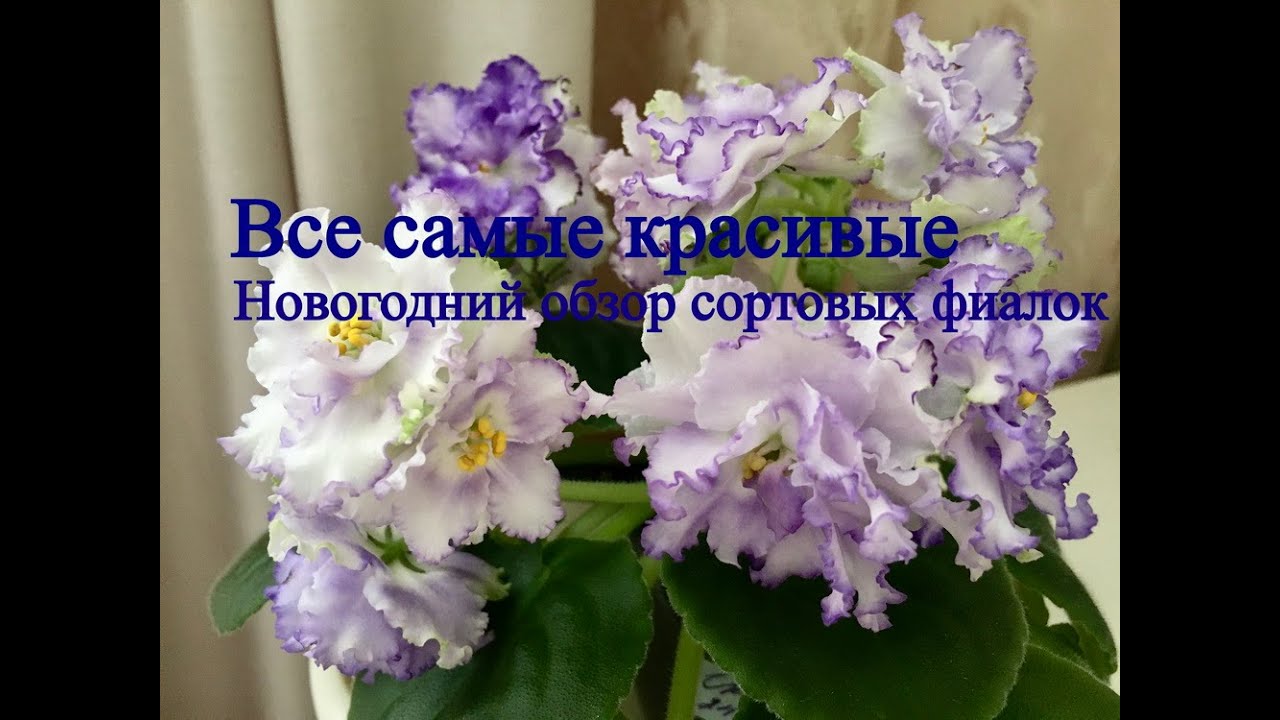 Фиалки 2026г. Новогодний обзор самых красивых фиалок. Новороссийск