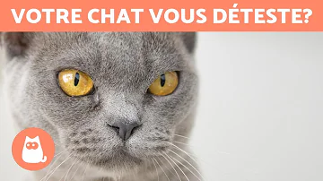 Pourquoi le chat grogne ?