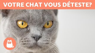 5 signes qui indiquent que votre chat vous déteste