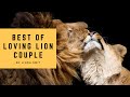 Loving lion couple - best of. Love is in the air! Watch them hugging, roaring, grooming & sleeping