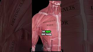 Tại Sao Ngực Của Cody Rhodes Lại Như Thế Này 😨