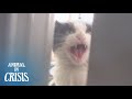 Cat Who Risked Life To Repay The Gratitude Towards Her Owner | Animal In Crisis EP68
