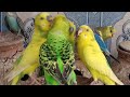 Love Birds are The Cutest Birds | Budgies Sounds🦜🐦😘💕