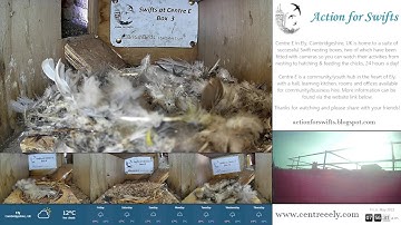 Swift nest boxes, live from Centre E, Ely, UK