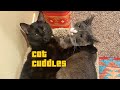 Cats Hugging and Cuddling