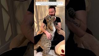 This man found a baby puma in his field that had become separated from its pack.#lion #animalshorts