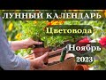 Лунный Посевной Календарь Цветовода Ноябрь 2023 ТОП┃#сад #календарь #2023 #луна #топ #цветы #ноябрь