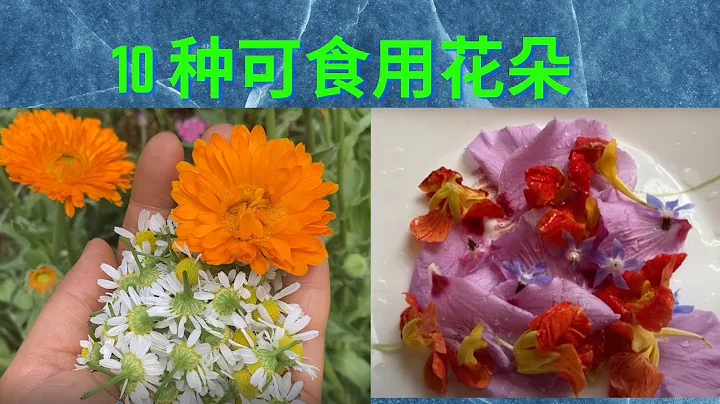 可食用花朵：院子里10种常见的可食用花朵介绍 10 edible flower - 天天要闻