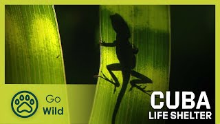 Cuba: Life Shelter | Go Wild