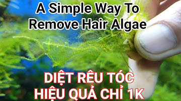 Diệt rêu tóc, Rêu hại cấp tốc, Chi phí thấp | A simple way to kill hair algae
