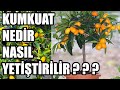 Kumkuat (KAMKAT) Nedir? Bakımı, Sulanması, Toprak Karışımı Nasıl Olmalı ?