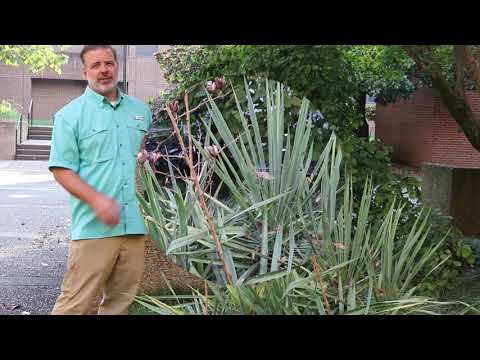 Video: What Is Adam's Needle Yucca: Tips för att odla Adam's Needle i trädgården