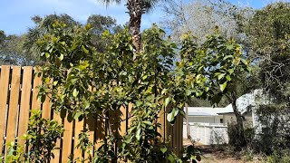 Poncho Avocado - Zone 9A Fruit Tree Update March 2024