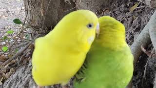 Cute Birds, They Come Out To Play Outside. Smart Birds. #Cuteparrot #Lovebirdsforever #Ilovebirds