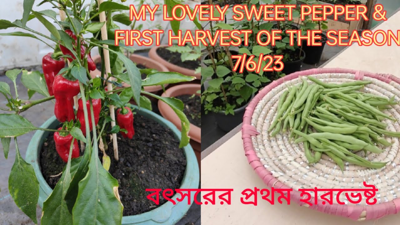 My beautiful sweet pepper plant and first harvest of the season এই বৎসর প্রথম হারভেষ্ট শেয়ার