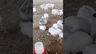 Mature, drug residue free Broilers Available At Davids Chicken House Makurdi. 08165743539 Mature, drug residue free Broilers Available At Davids Chicken House Makurdi. 08165743539
