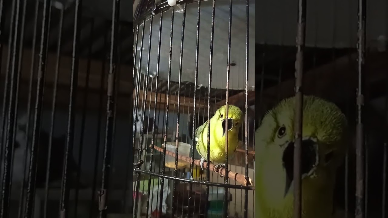 cipow full mriwit buat pancingan sebelum gantang #cipow #burung