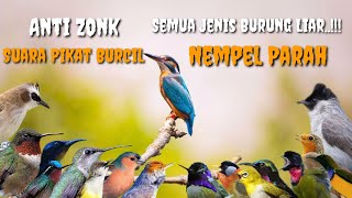 Suara Pikat Burung Kecil  99 Akurat