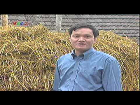 Video Quy trình trồng nấm rơm - Trung tâm Thông tin Khoa học... - YouTube