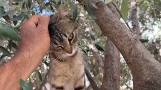 We Have Around 100 Adorable Cats at the Shelter 🐈🥰 - Takis Shelter