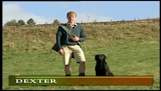 MODERN GUNDOG TRAINING RETRIEVER PART 2