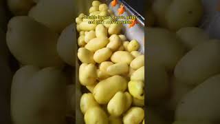 Brush Roller Potato Washing & Peeling Machine | Capacity 1000kg/h