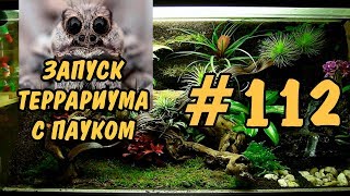 #112 ЗАПУСК ТЕРРАРИУМА С ПАУКОМ!!! STARTING A TERRARIUM WITH A SPIDER #112 ЗАПУСК ТЕРРАРИУМА С ПАУКОМ!!! STARTING A TERRARIUM WITH A SPIDER