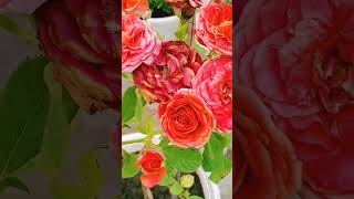 beautiful rose and  Bee 🐝#beautifulgarden #flowers #rose #villagelife #relaxing #peaceful #shorts